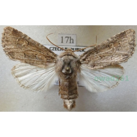 Luperina testacea (Denis & Schiffermüller, 1775) Paciepnica skorupianka Czech17h